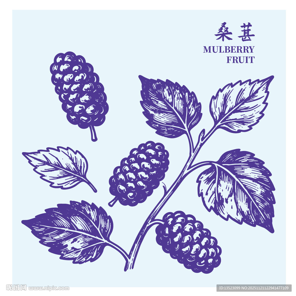 手绘桑葚枝叶图