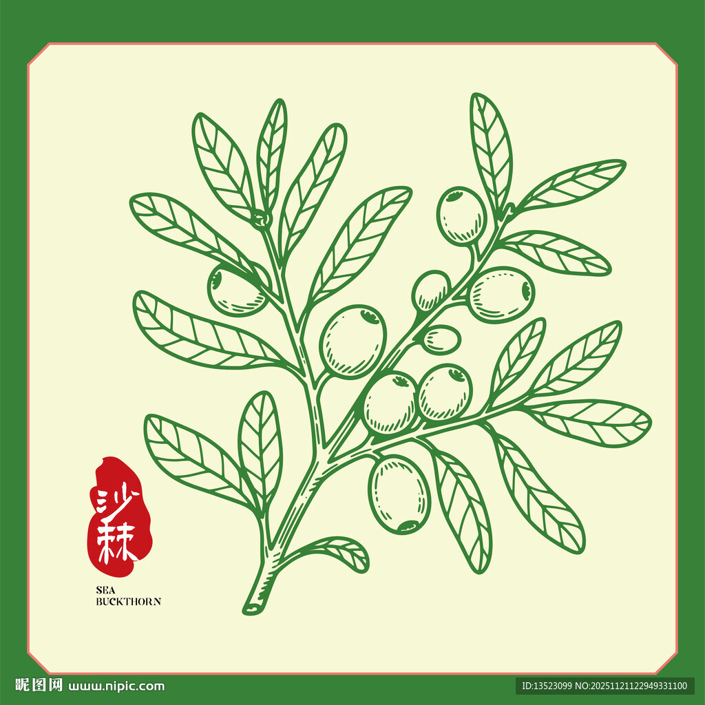 手绘沙棘果包装手绘插画