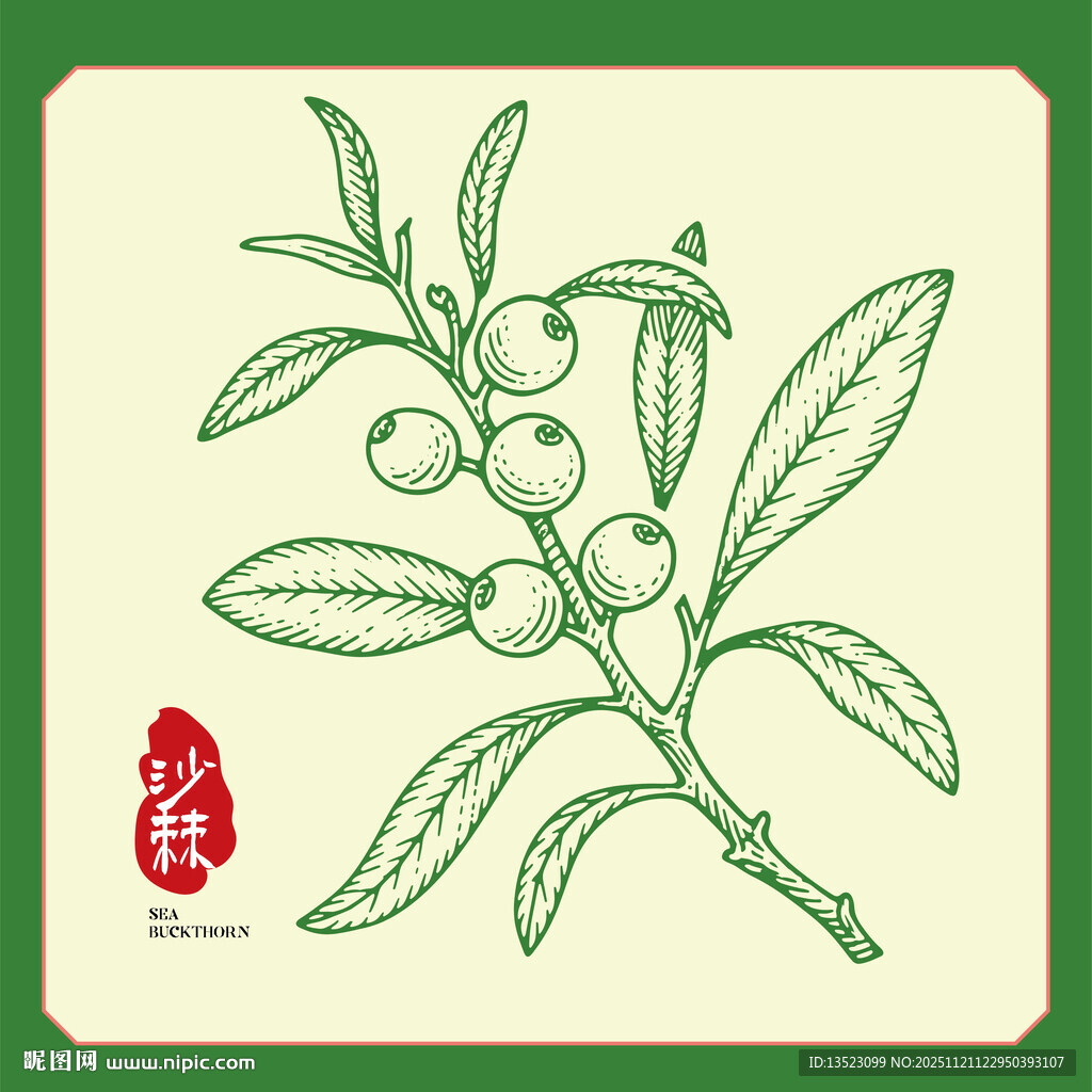 手绘沙棘果包装手绘插画