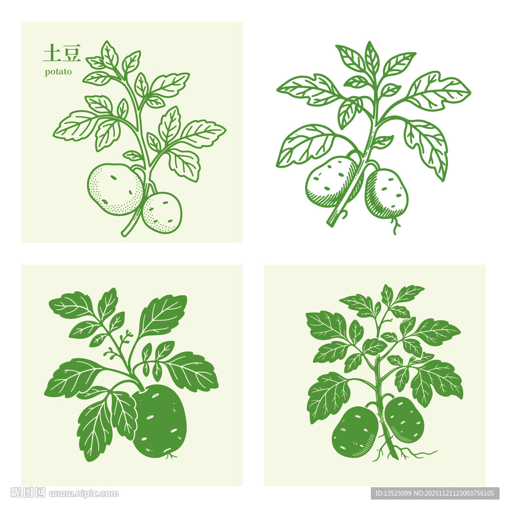 手绘土豆植株插画