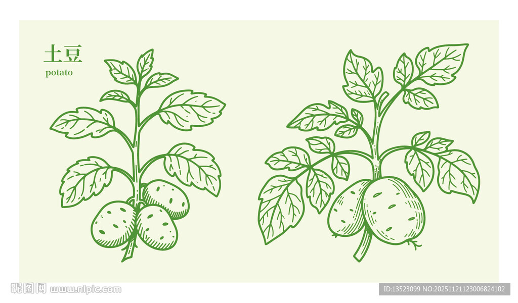 手绘土豆植株插画