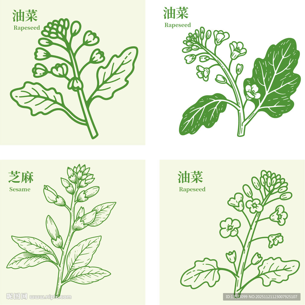 油菜菜籽油植物油食用油包装