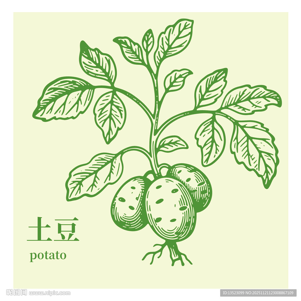 手绘土豆植株插画