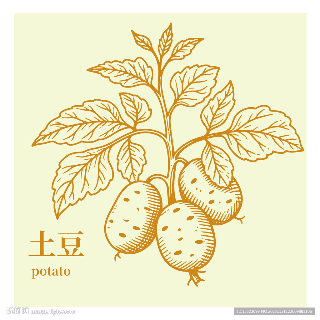 手绘土豆植株插画