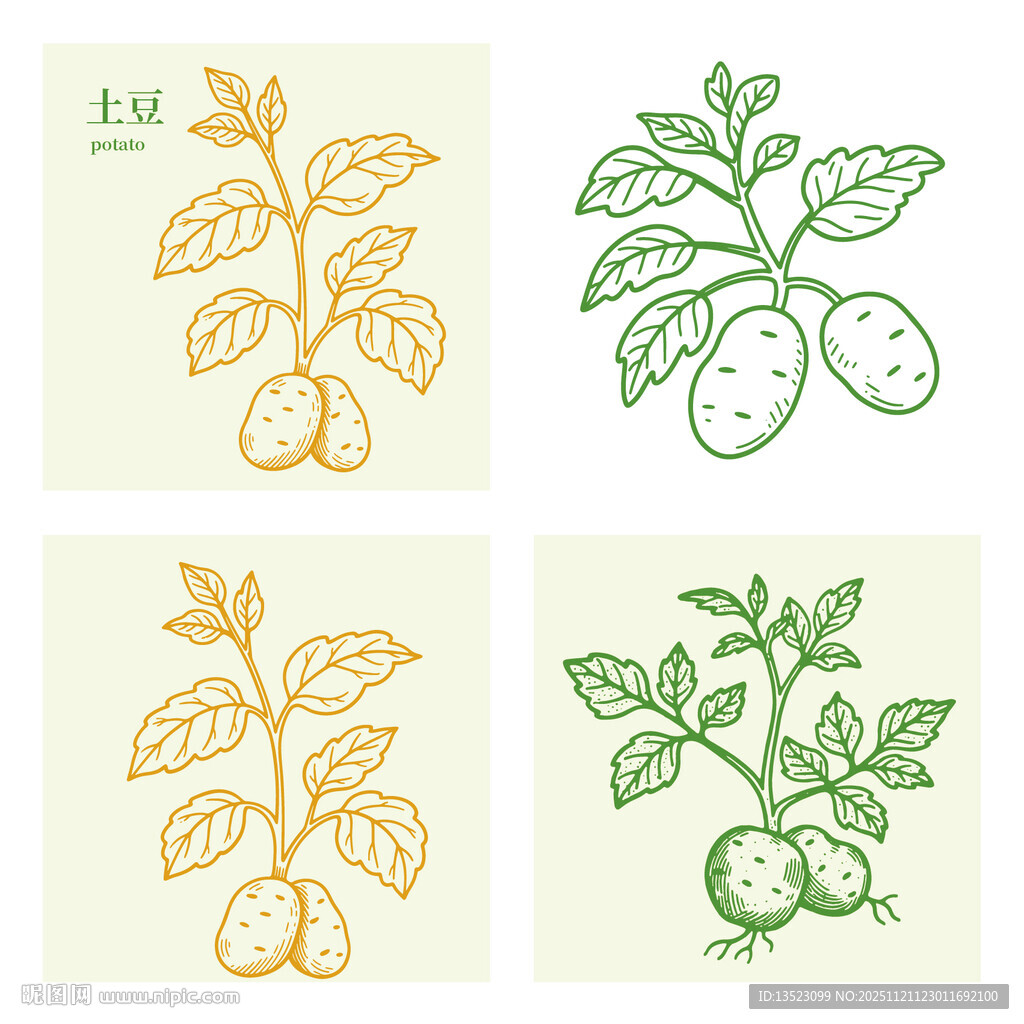 土豆植物植株马铃薯插画