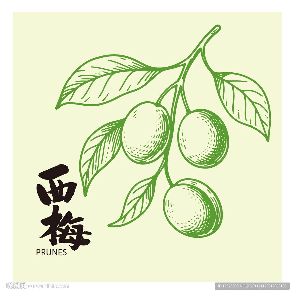 手绘李子西梅插画矢量图