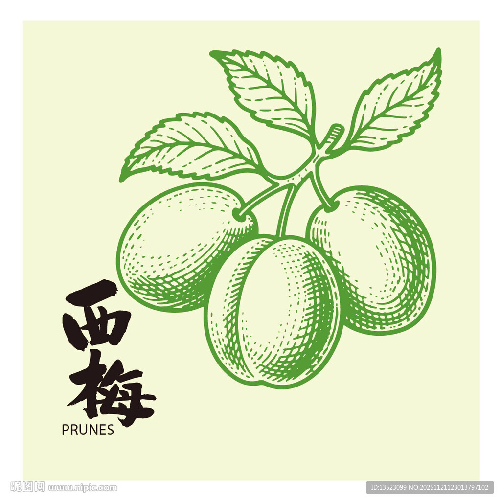 手绘李子西梅插画矢量图