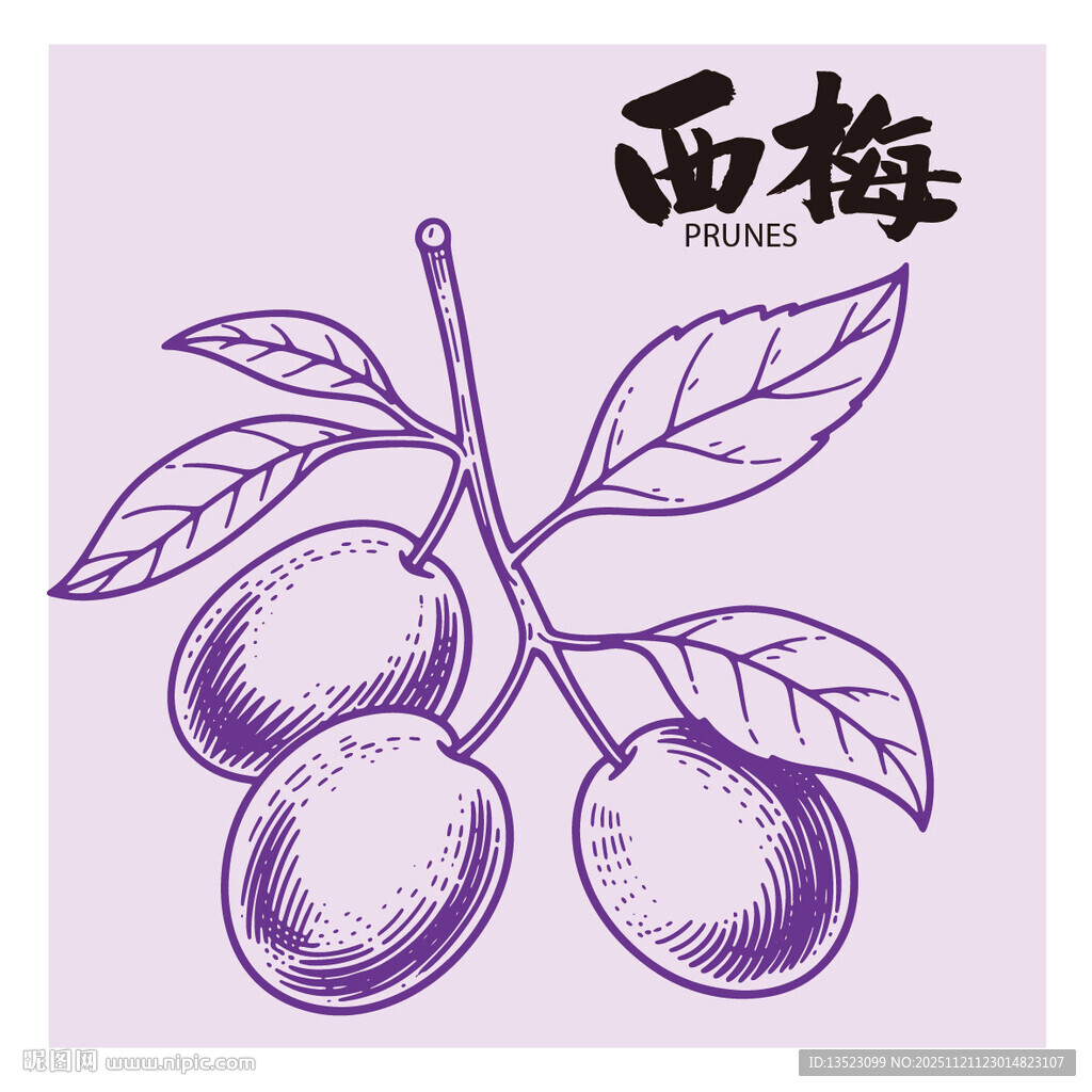 手绘李子西梅插画矢量图