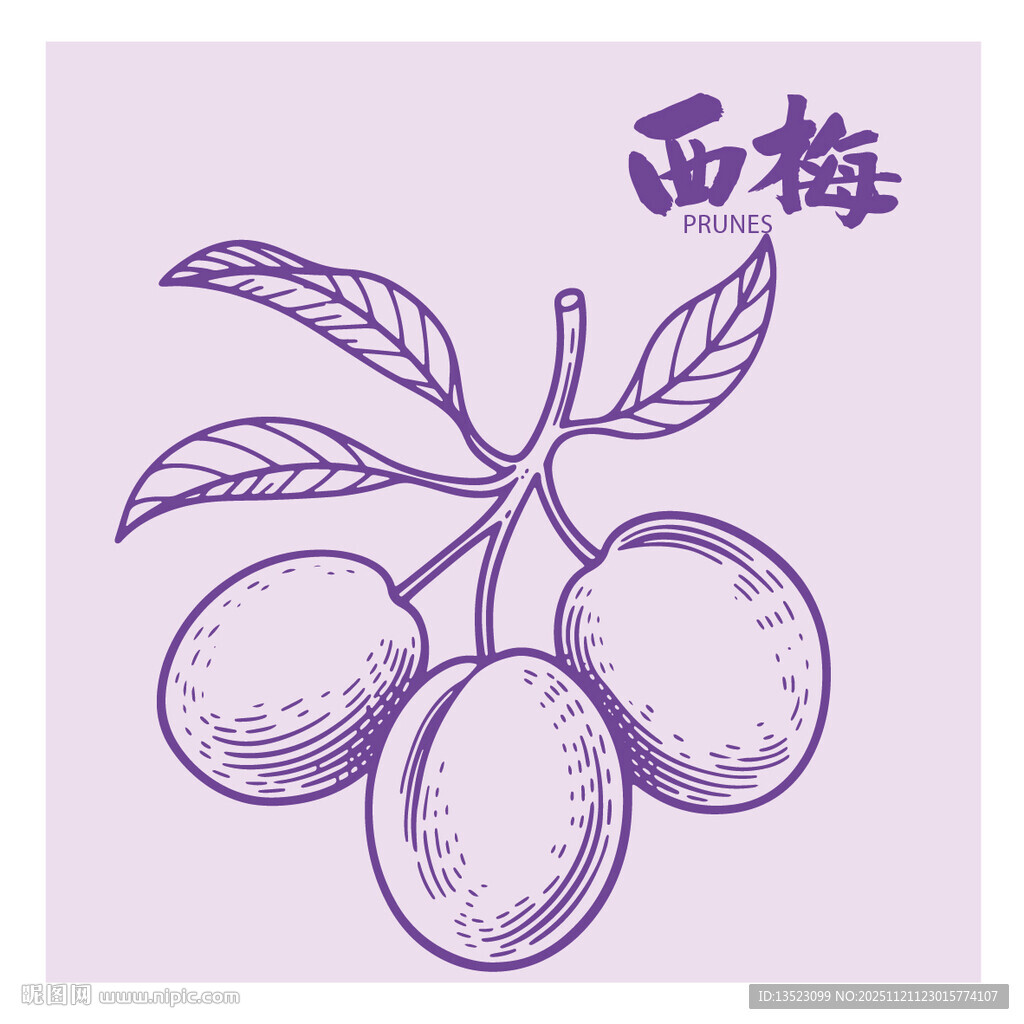 手绘李子西梅插画矢量图