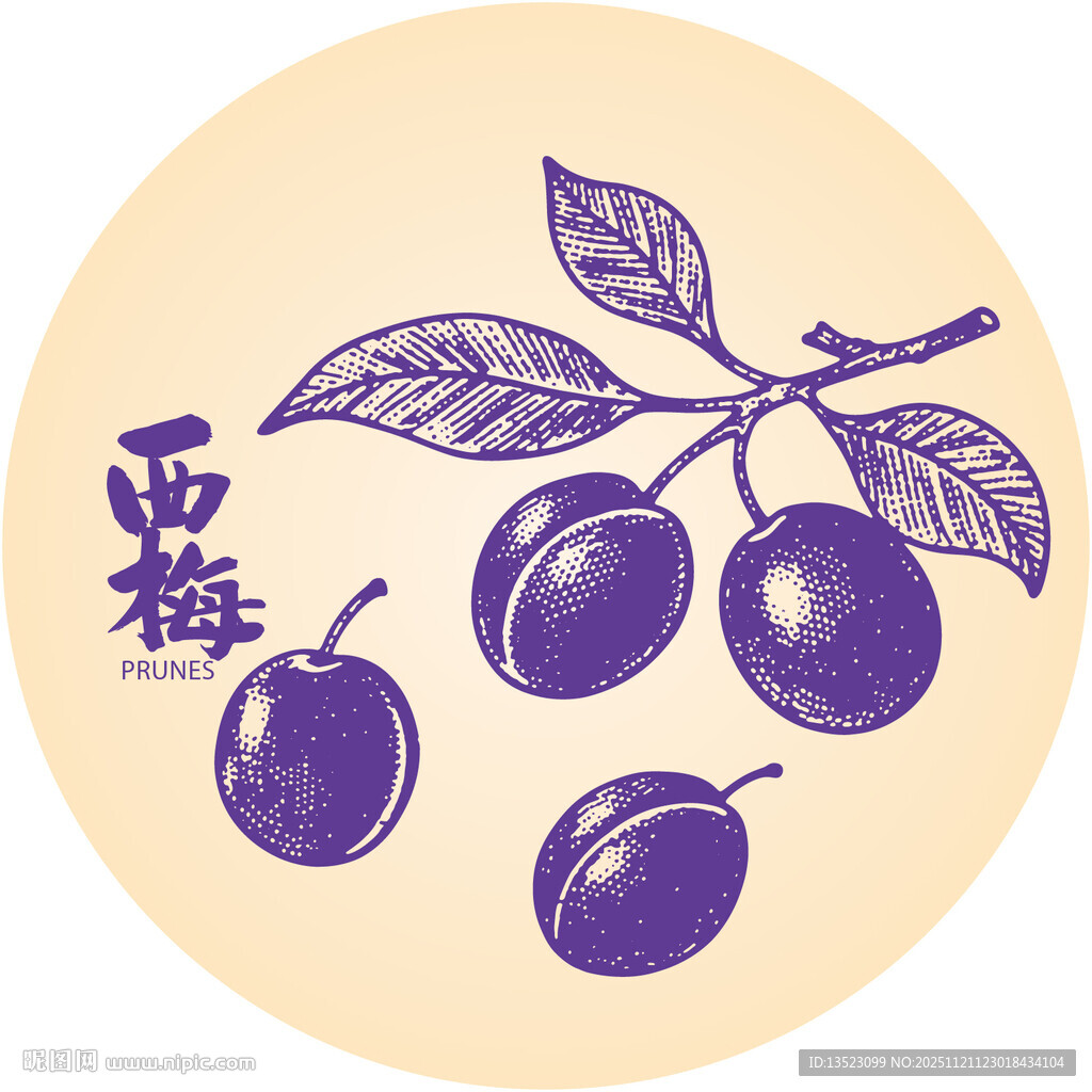 手绘李子西梅插画矢量图