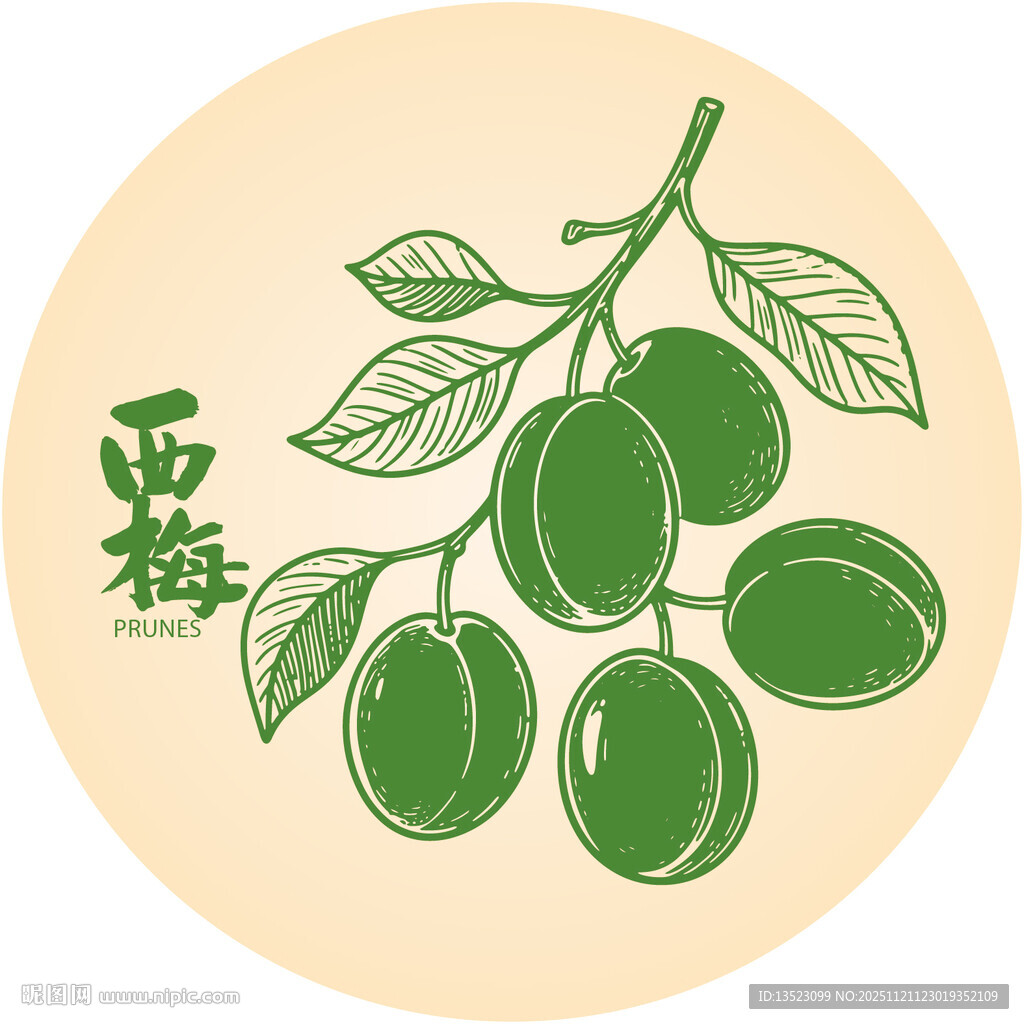 手绘李子西梅插画矢量图