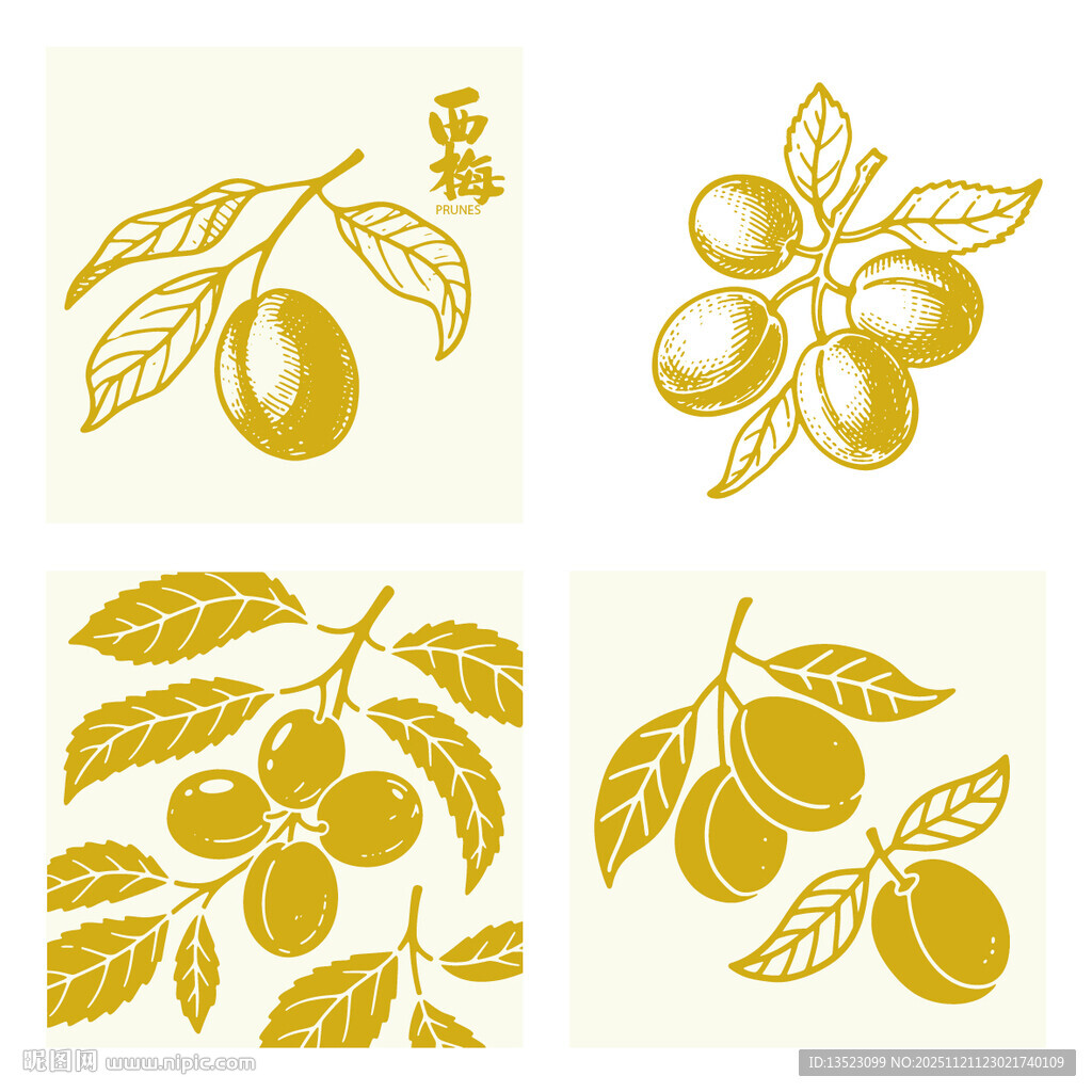 手绘西梅插画矢量图