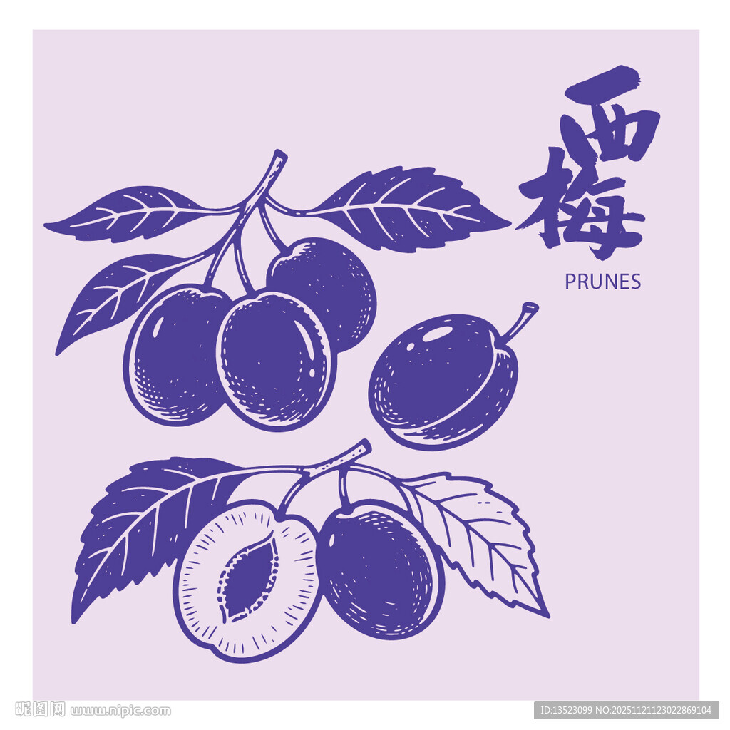 手绘西梅插画矢量图