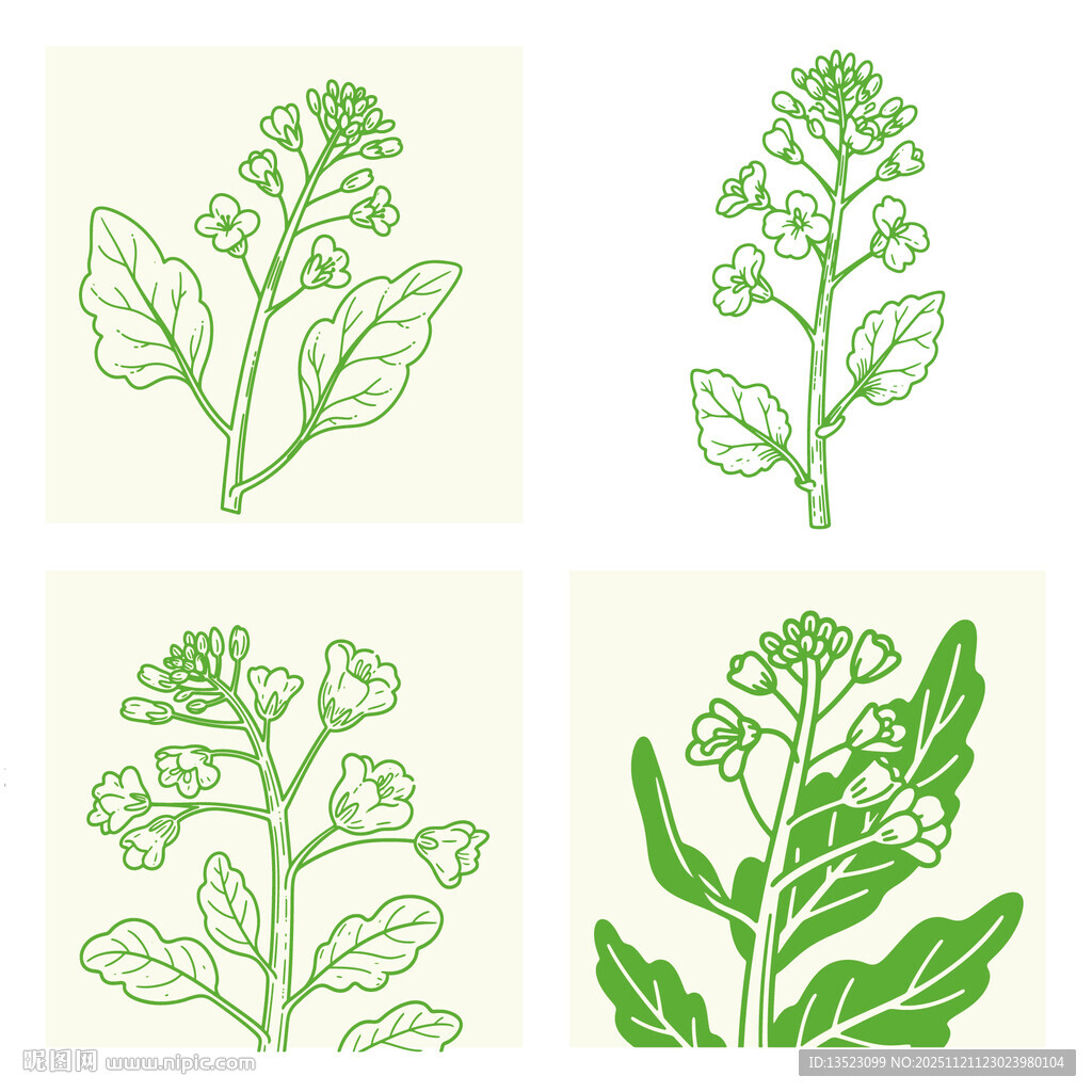 油菜菜籽油植物油食用油包装