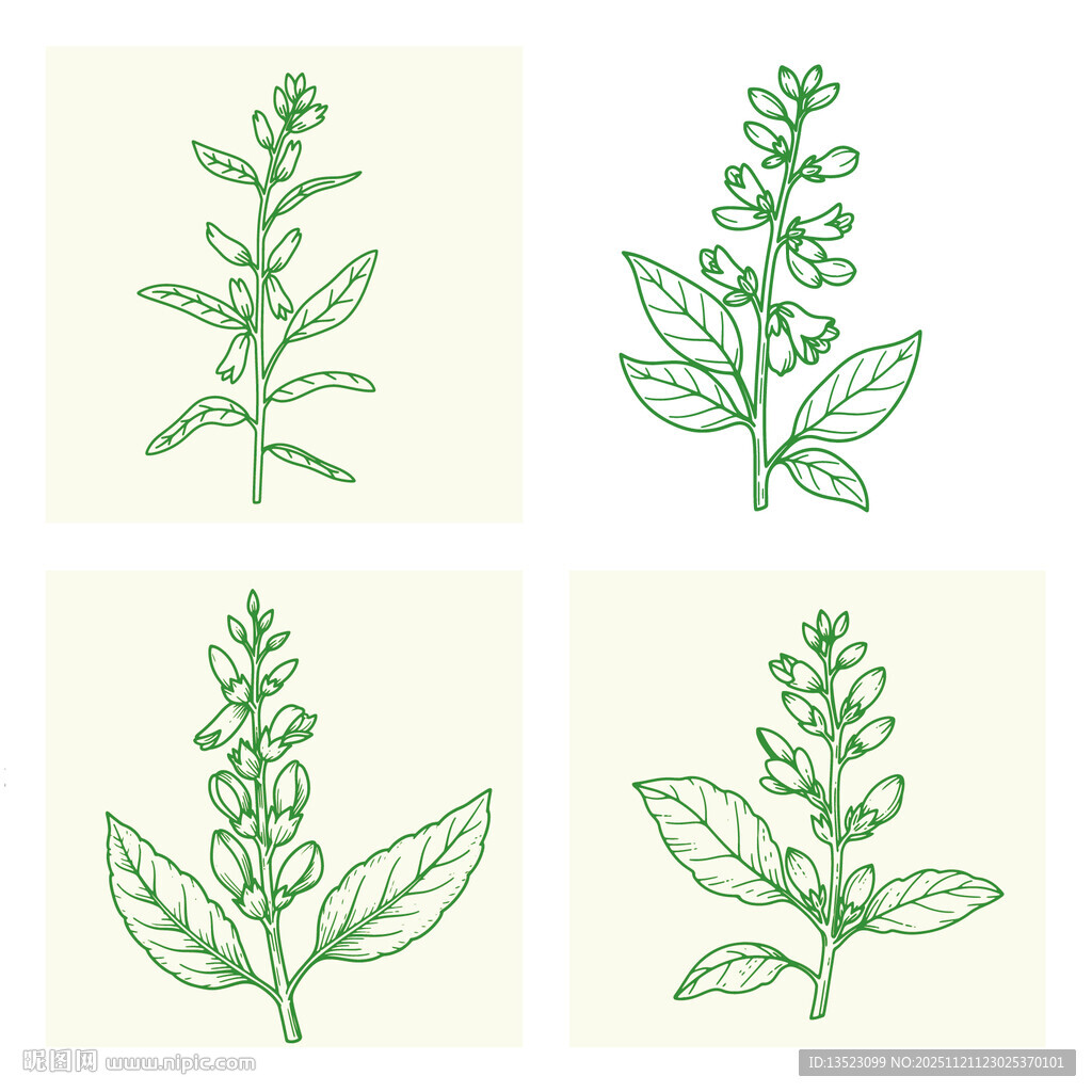 芝麻产品包装一株芝麻植物