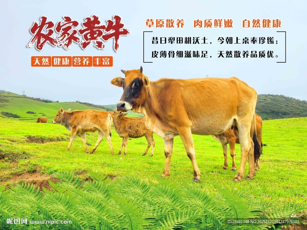 农家黄牛