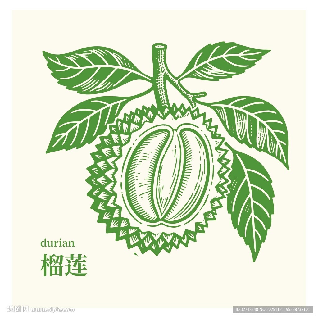 手绘榴莲插画