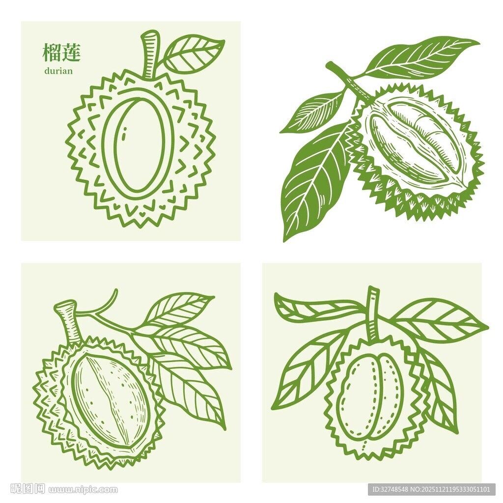 手绘榴莲插画
