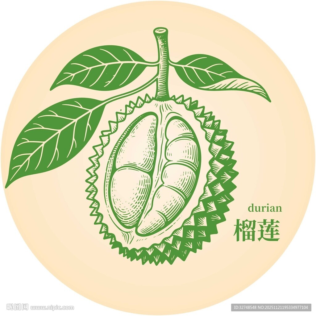 手绘榴莲果实插画