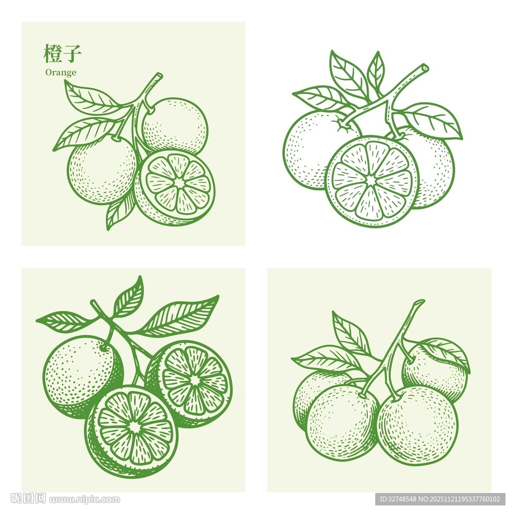 赣南脐橙果园田园采摘插画