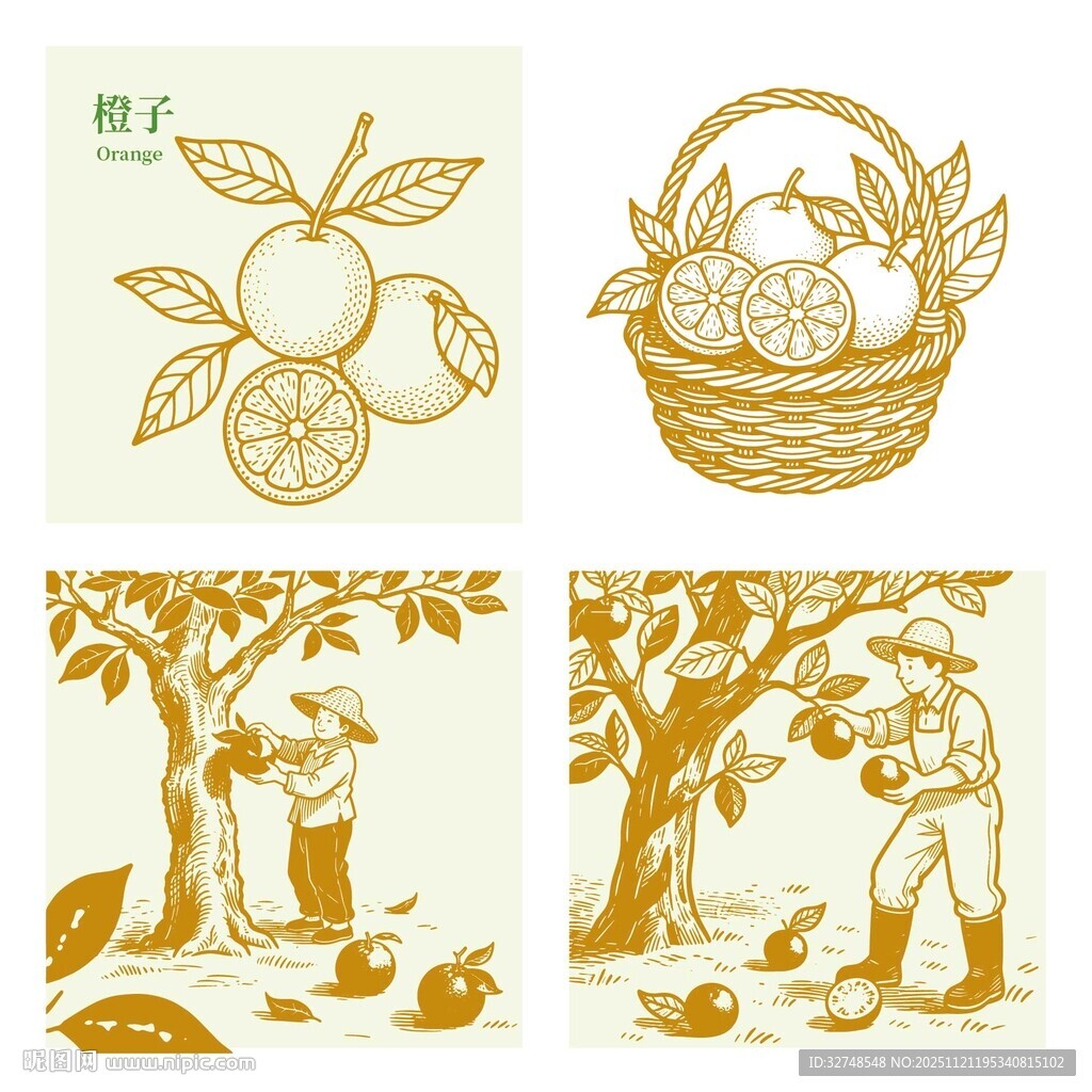 赣南脐橙果园田园采摘插画