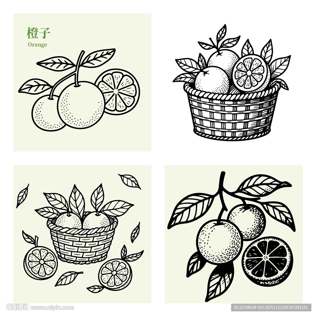 手绘柑橘类水果插画素材