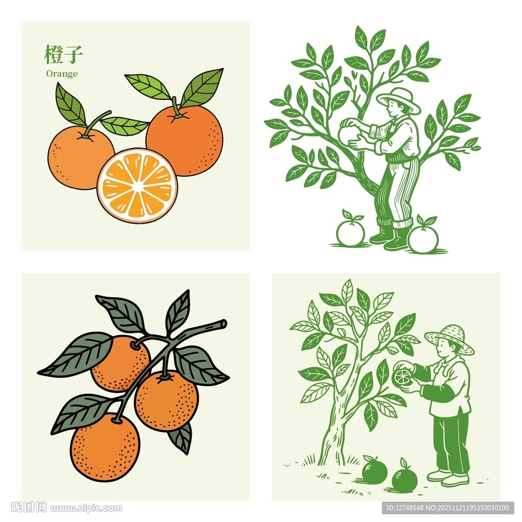 赣南脐橙子插画果实与采摘场景