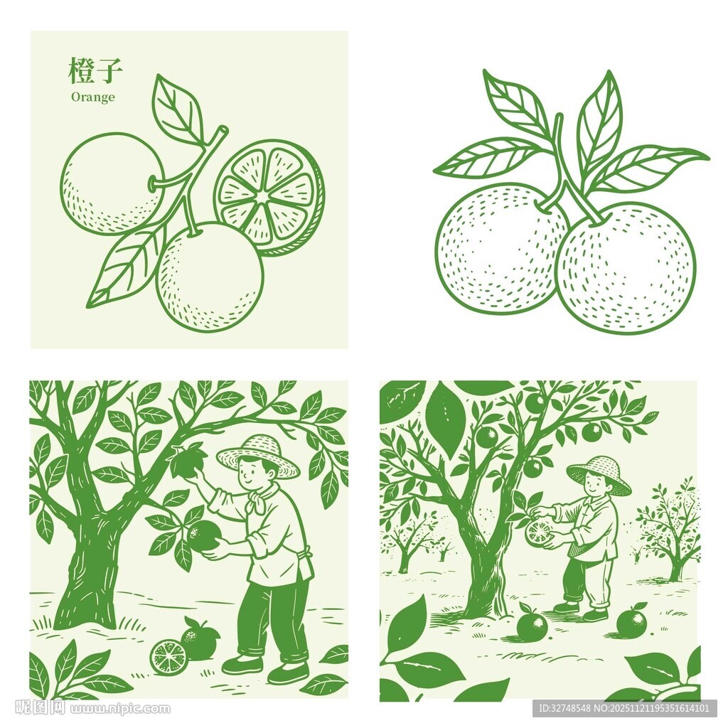 脐橙田园风水果采摘插画
