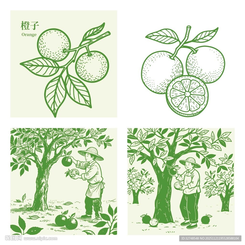 脐橙田园风水果采摘插画