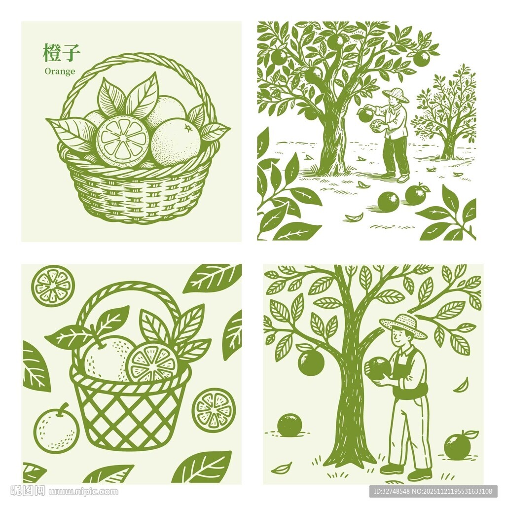 脐橙田园风水果采摘插画