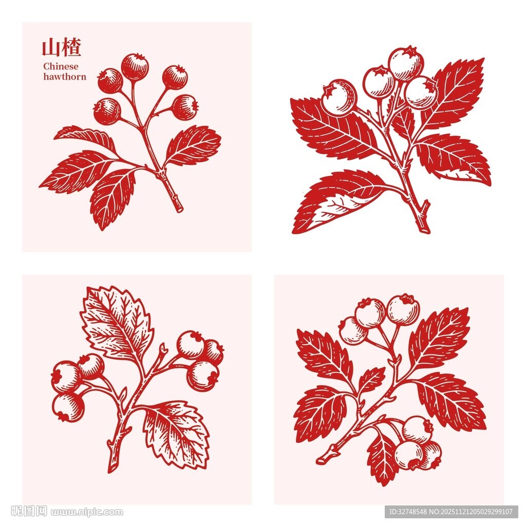 手绘山楂线稿海报