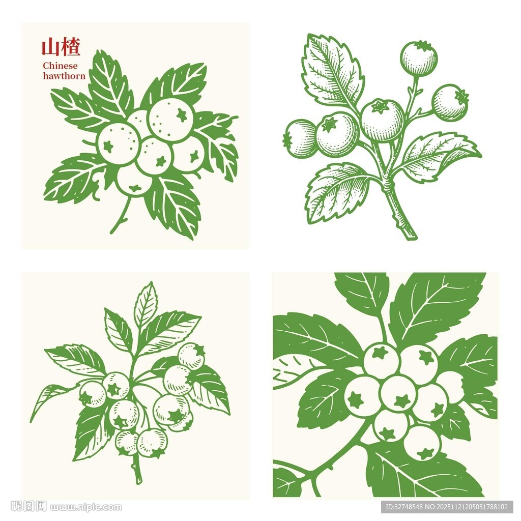 手绘红色山楂浆果枝叶图案