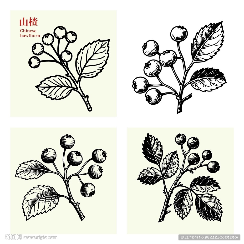 手绘红色山楂浆果枝叶图案