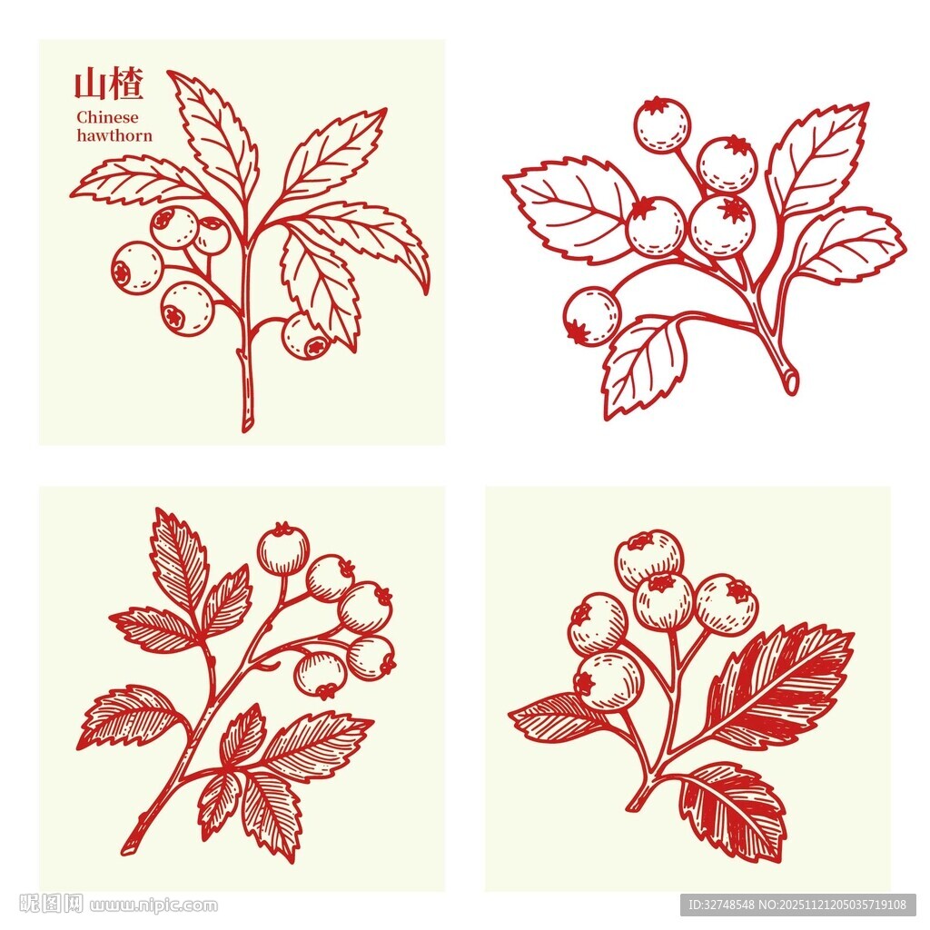 手绘红色山楂浆果枝叶图案
