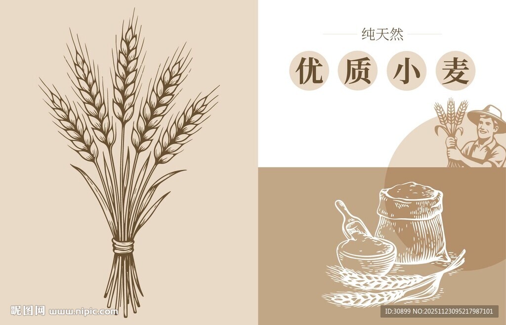 优质小麦插画海报广告