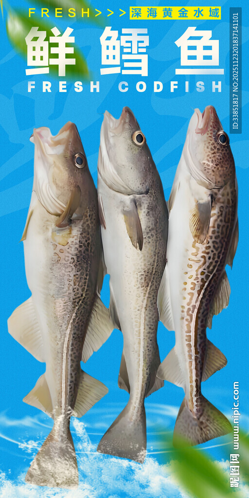 鲜鳕鱼 