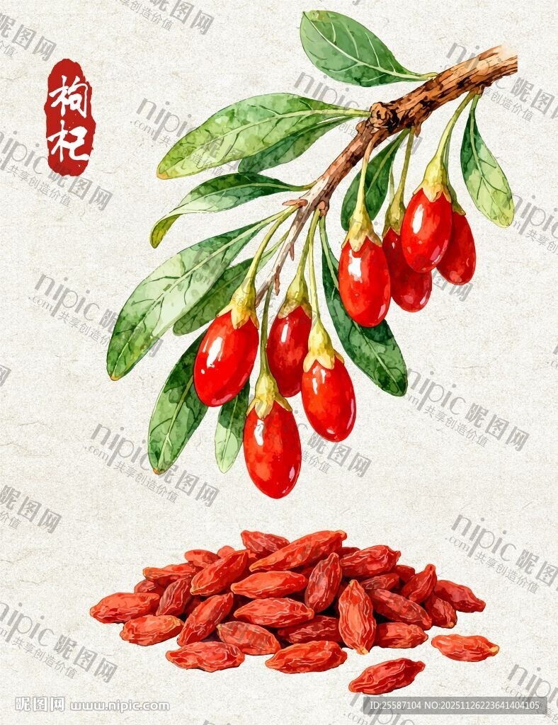 枸杞鲜果与干果特写