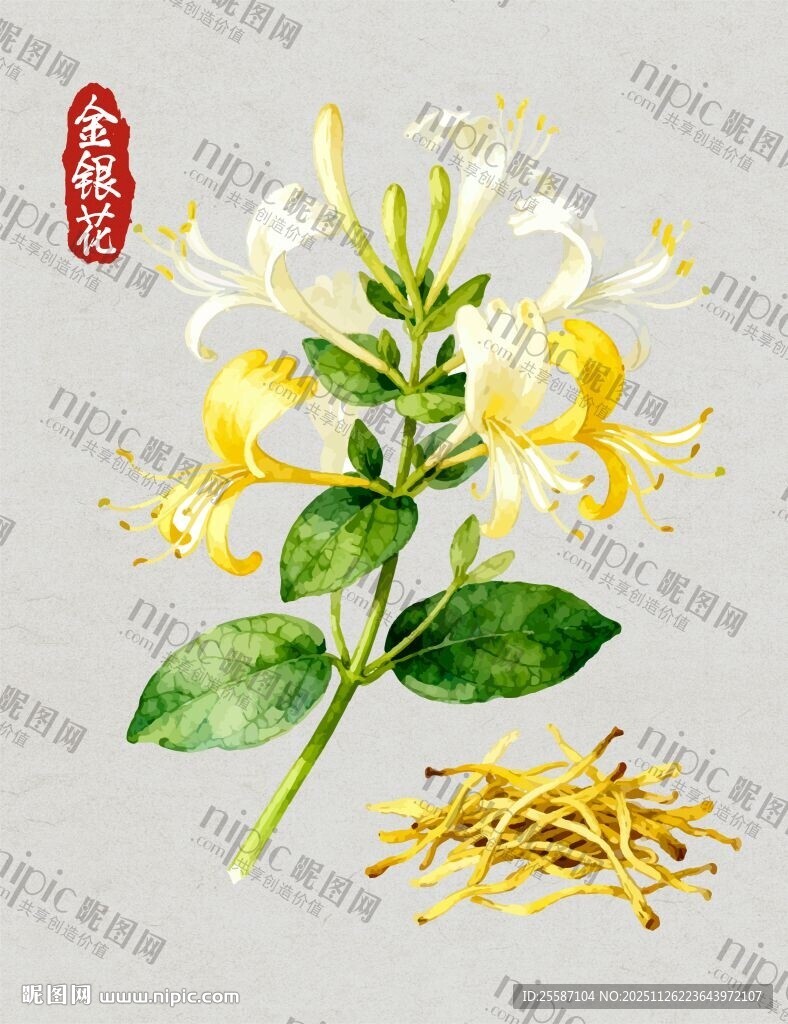 金银花插画
