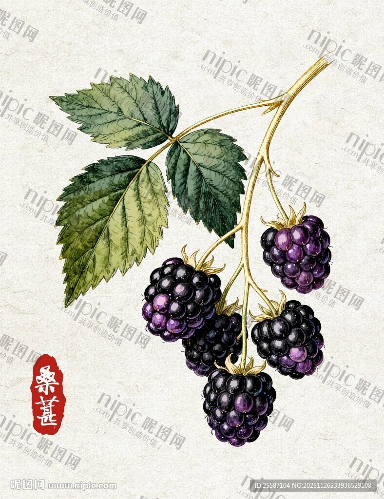 手绘黑桑葚与绿叶