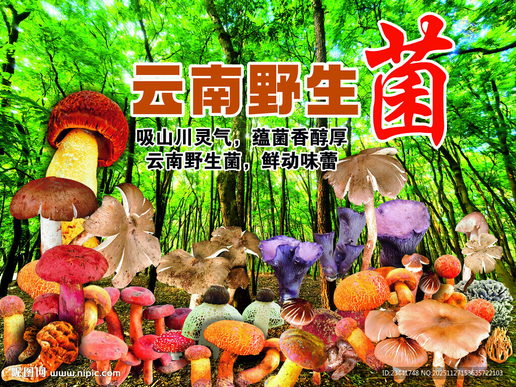 云南野生菌