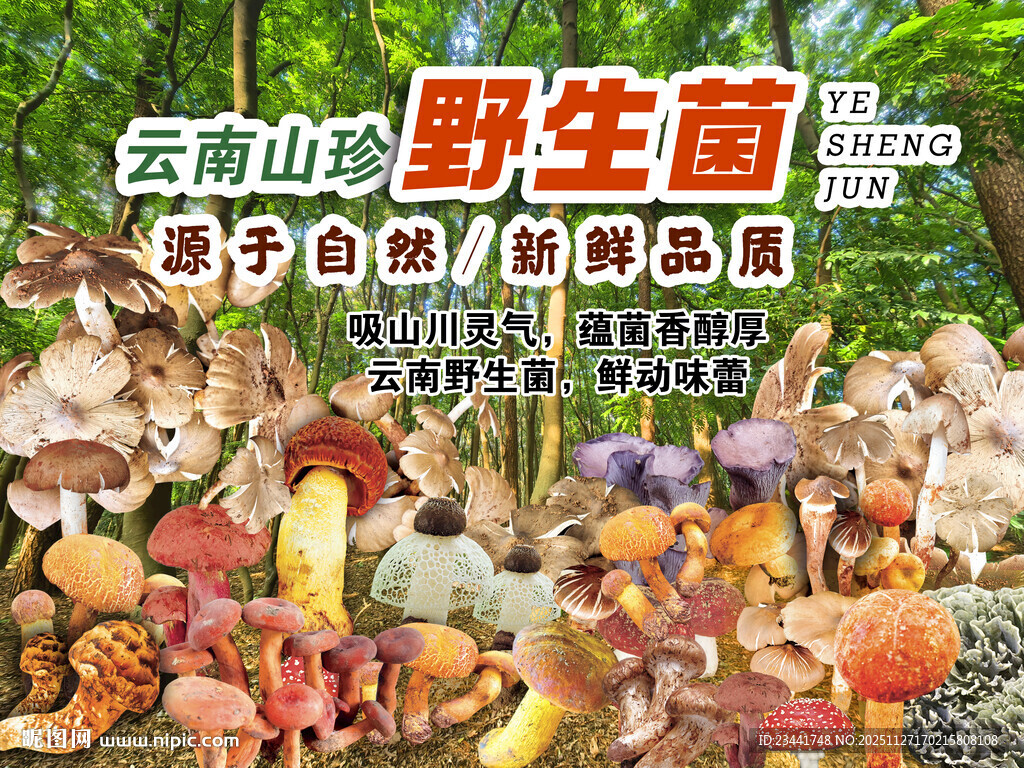 云南野生菌