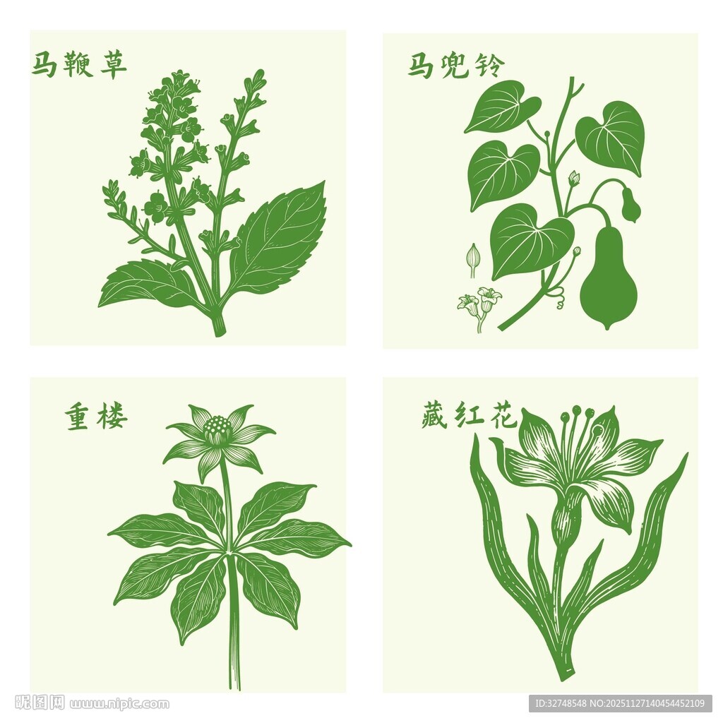 重楼藏红花马鞭草马兜铃植物插画