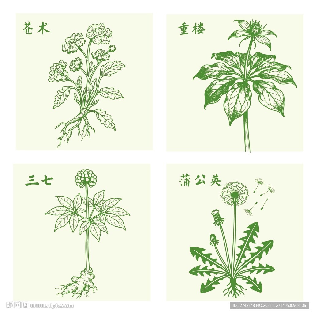 苍术重楼蒲公英三七中药材