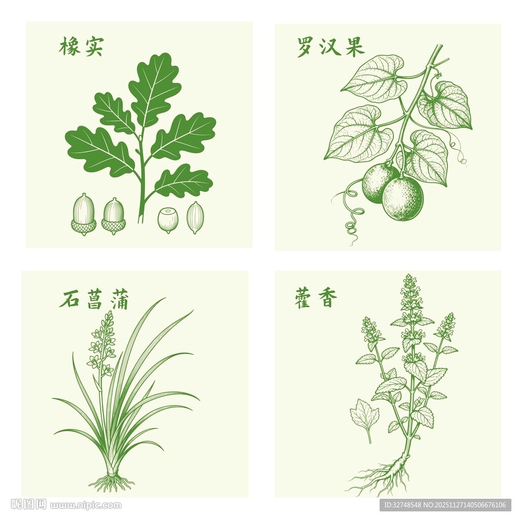 橡实罗汉果石菖蒲藿香中药材