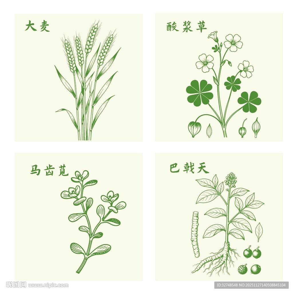 大麦酸浆草马齿苋巴戟天草药