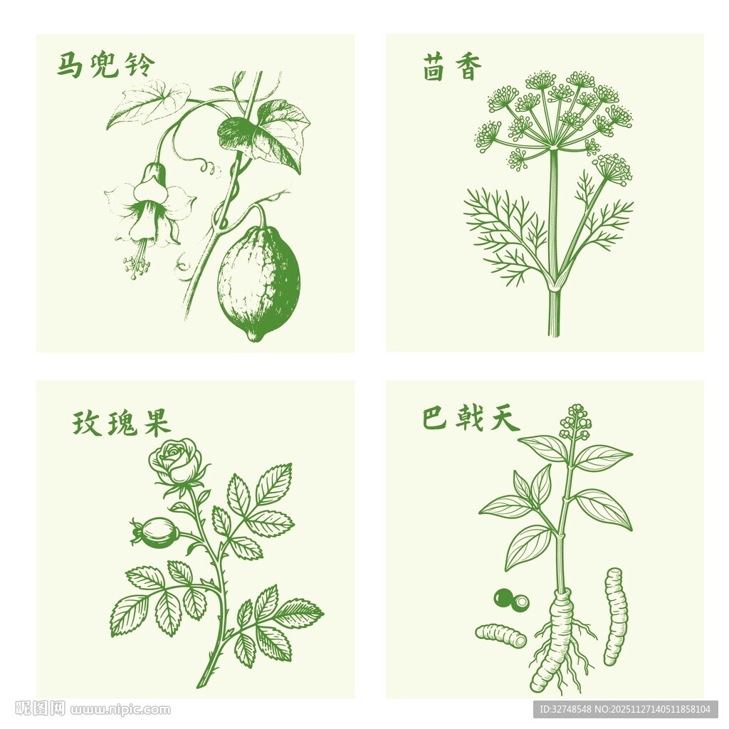 玫瑰茴香巴戟天马兜铃植物插画