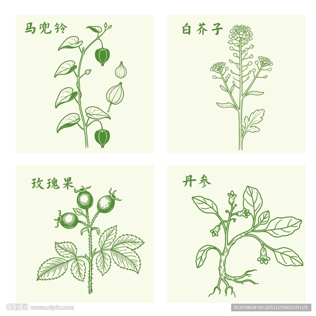 玫瑰果丹参白芥子马兜铃植物插画