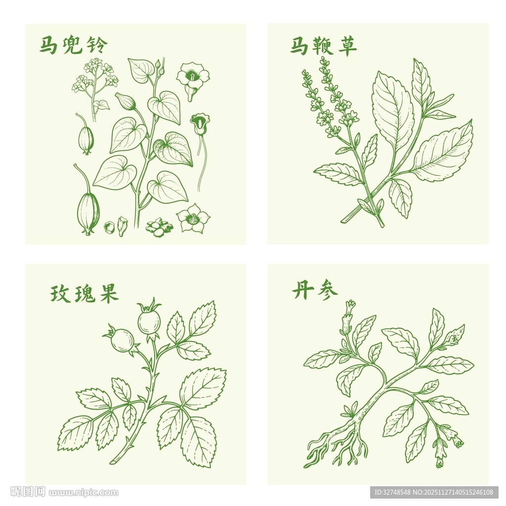 玫瑰果丹参马鞭草马兜铃植物插画