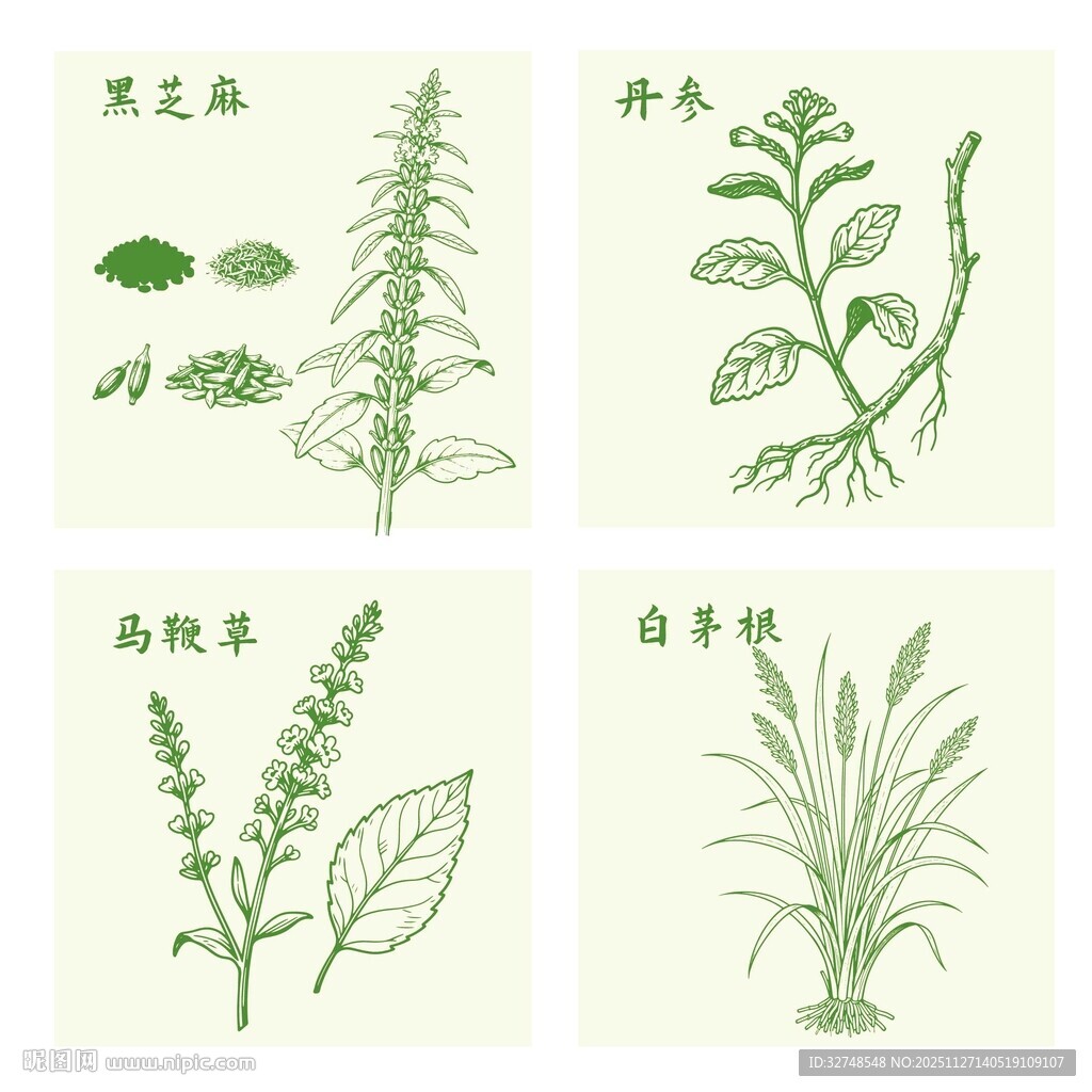 黑芝麻丹参马鞭草白茅根植物插画