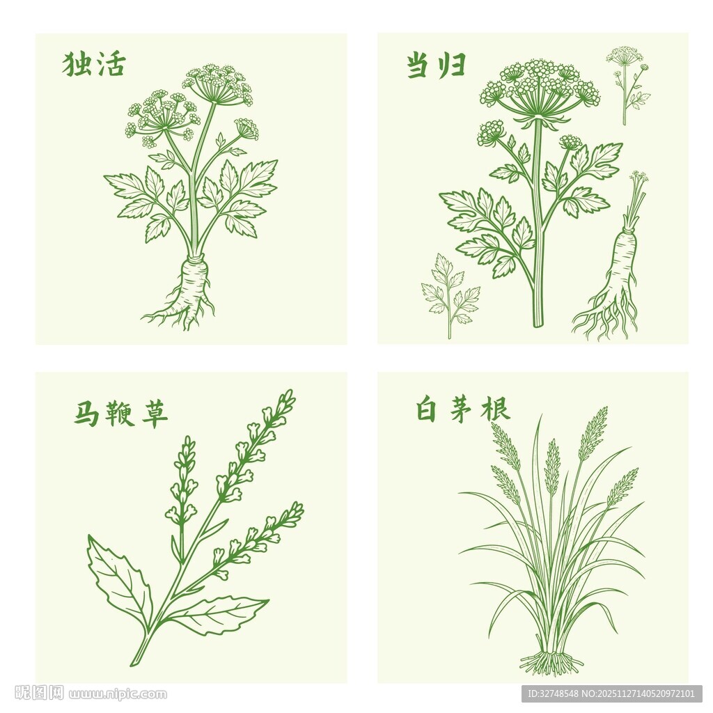 独活当归马鞭草白茅根植物插画